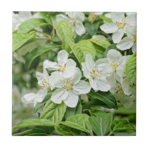 Azulejo De Cerâmica Encantadoras flores da primavera