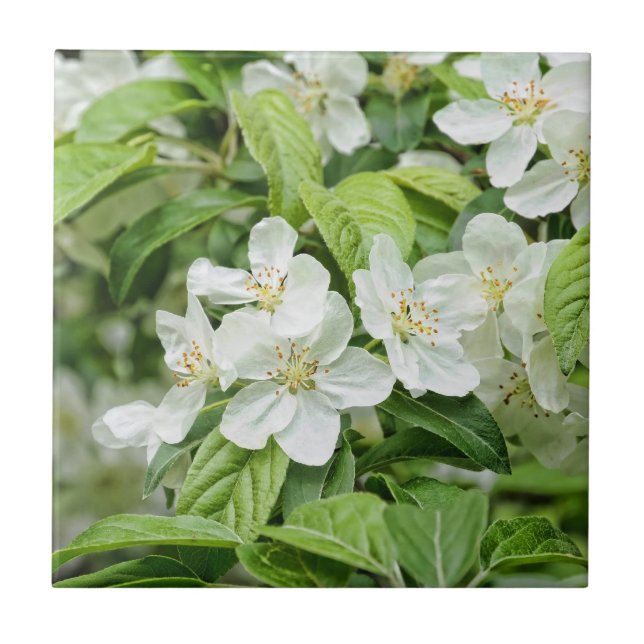 Azulejo De Cerâmica Encantadoras flores da primavera (Frente)