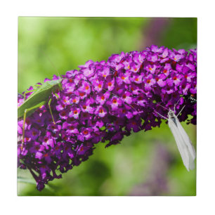 Azulejo De Cerâmica energia katydid