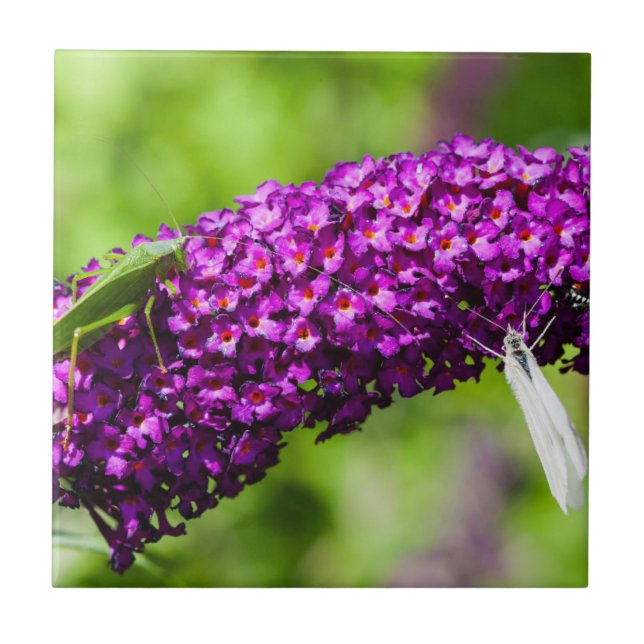 Azulejo De Cerâmica energia katydid (Frente)