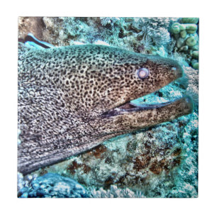 Azulejo De Cerâmica Enguia de Moray