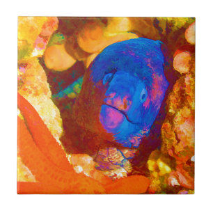 Azulejo De Cerâmica Enguia de Moray