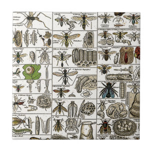 Azulejo De Cerâmica Entomologia do vintage