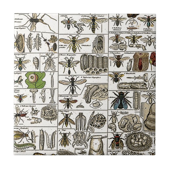 Azulejo De Cerâmica Entomologia do vintage (Frente)