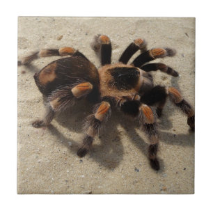 Azulejo De Cerâmica Envenenamento tarantula brachypelma vermelho-joelh