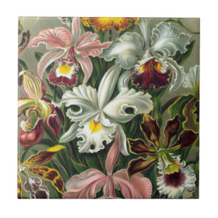 Azulejo De Cerâmica Ernst Haeckel Art Impressão: Orchidae Oncidiums, t