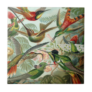 Azulejo De Cerâmica Ernst Haeckel Art Impressão: Trochilidae