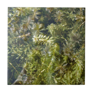 Azulejo De Cerâmica Erva daninha de lagoa (ou, "lagoa luxúria