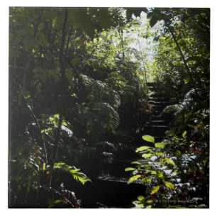 Azulejo De Cerâmica Escadaria/passeio rústicos na floresta, luz solar