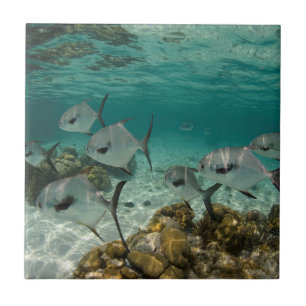 Azulejo De Cerâmica Escola de Peixes Permitidos