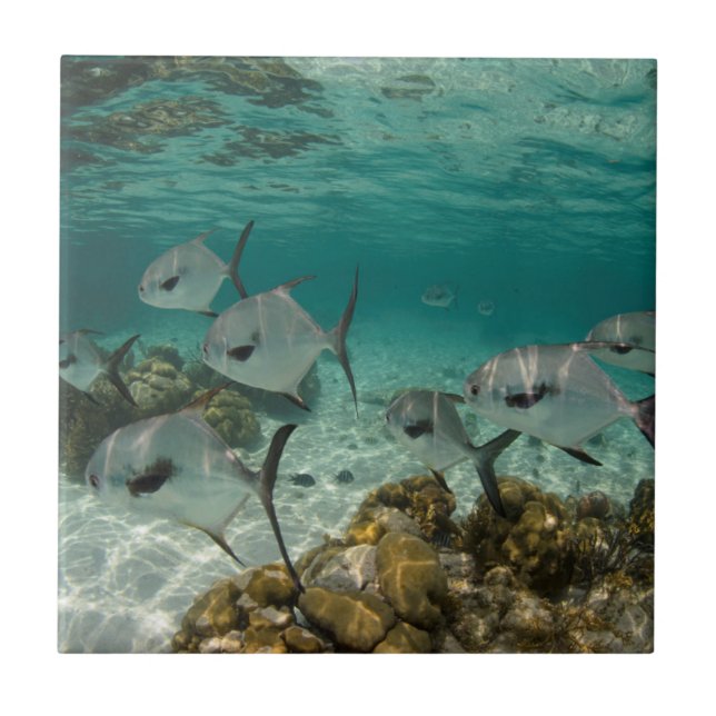 Azulejo De Cerâmica Escola de Peixes Permitidos (Frente)