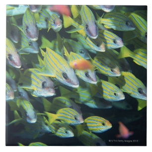 Azulejo De Cerâmica Escola dos peixes 7