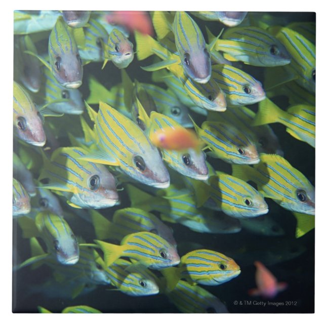 Azulejo De Cerâmica Escola dos peixes 7 (Frente)