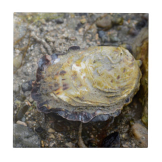 Azulejo De Cerâmica Escudo de ostra