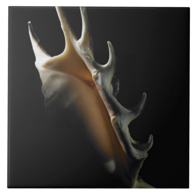 Azulejo De Cerâmica Escudo do Conch (Frente)