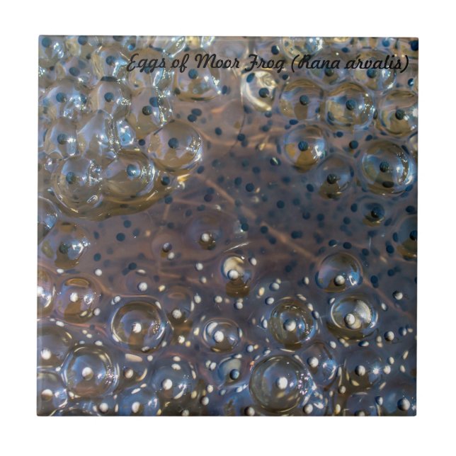 Azulejo De Cerâmica Espécie: Os ovos de amarram o sapo (Frente)