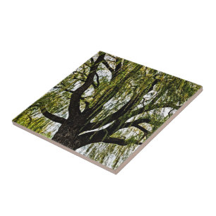 Azulejo De Cerâmica esperanças de primavera atenuadas