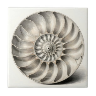 Azulejo De Cerâmica Espiral Geométrica de Concha de Náutilo Metálico