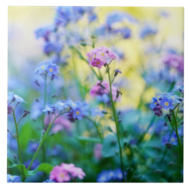 Azulejo De Cerâmica Esqueçam-me-não-flores (Frente)