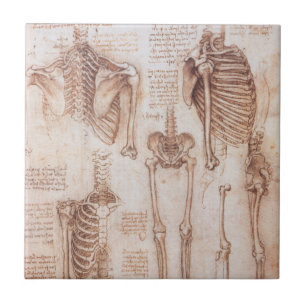 Azulejo De Cerâmica Esqueleto de Ossos da Anatomia Humana de Leonardo 