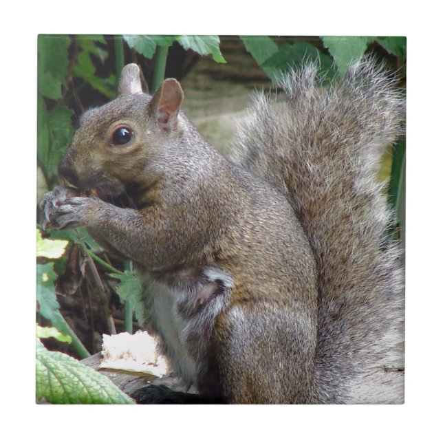 Azulejo De Cerâmica Esquilo (Frente)