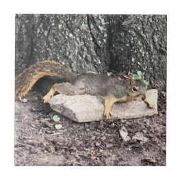 Azulejo De Cerâmica Esquilo