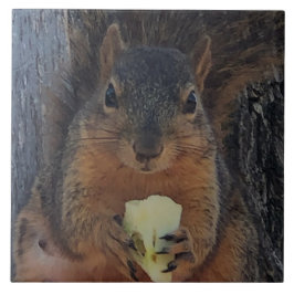 Azulejo De Cerâmica Esquilo