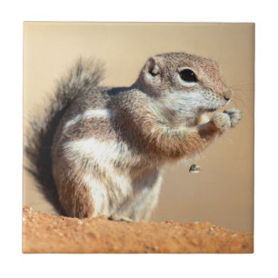 Azulejo De Cerâmica esquilo-antílope de Harris (Ammospermophilus)