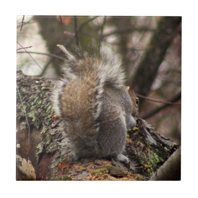 Azulejo De Cerâmica Esquilo na Foto em Árvore (Frente)