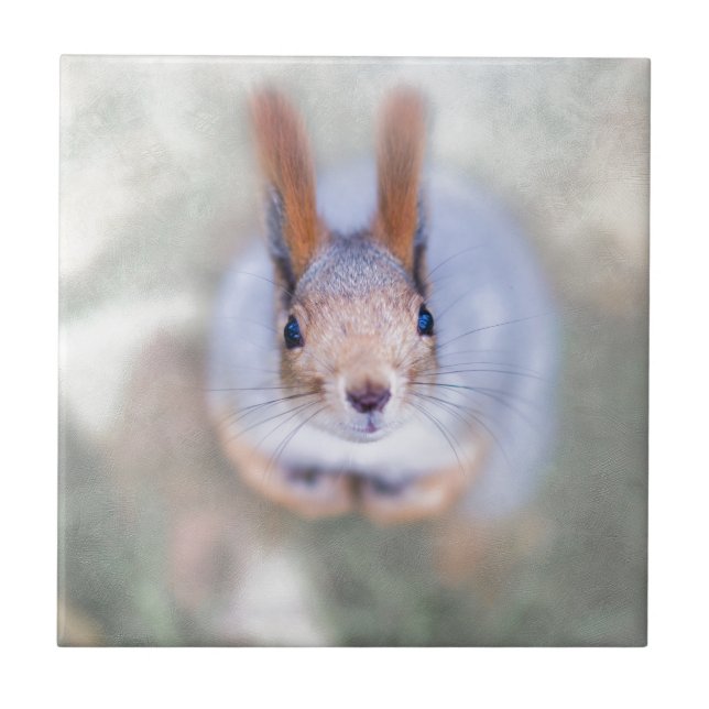 Azulejo De Cerâmica Esquilo olha para você de baixo para cima (Frente)