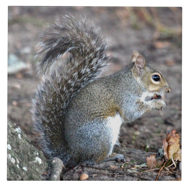 Azulejo De Cerâmica Esquilo que Munching em uma bolota (Frente)