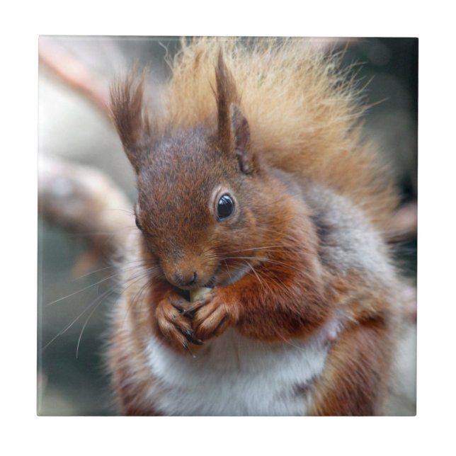 Azulejo De Cerâmica Esquilo vermelho (Frente)