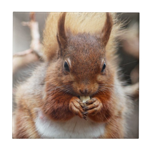 Azulejo De Cerâmica Esquilo vermelho (Frente)