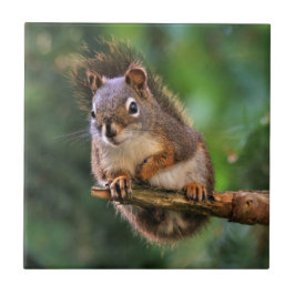 Azulejo De Cerâmica Esquilo Vermelho de Saucy no Fir