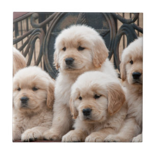 Azulejo De Cerâmica Estale acima! Filhotes de cachorro