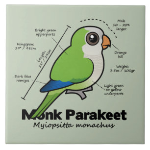 Azulejo De Cerâmica Estatísticas do Parakeet da monge
