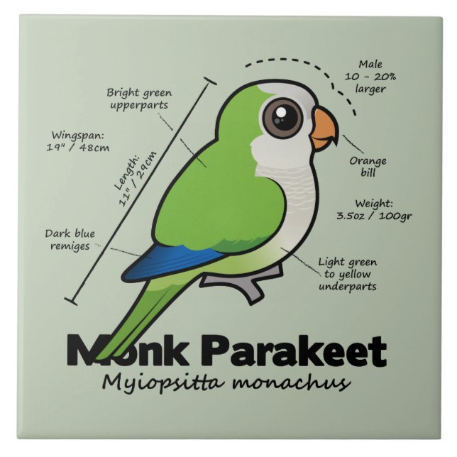 Azulejo De Cerâmica Estatísticas do Parakeet da monge (Frente)
