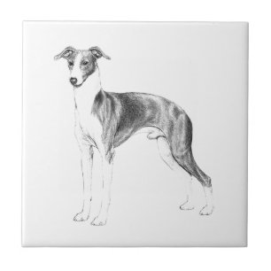 Azulejo De Cerâmica Estilo do galgo italiano
