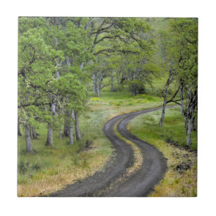 Azulejo De Cerâmica Estrada rural através de árvores, Oregon