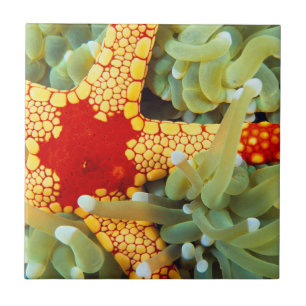 Azulejo De Cerâmica Estrela-do-mar Amarela e Vermelha