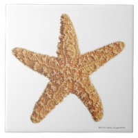 Estrela do mar isolada no branco