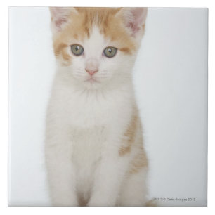Azulejo De Cerâmica Estúdio disparado do gatinho