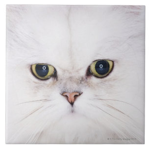 Azulejo De Cerâmica Estúdio disparado do gato persa branco