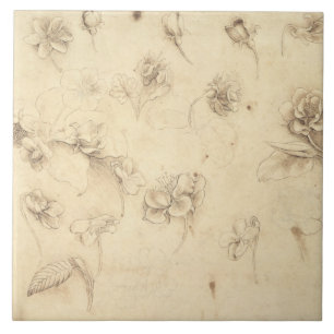 Azulejo De Cerâmica Estudo das flores Grama-como de plantas (Briza M
