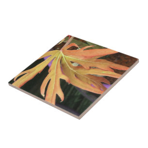 Azulejo De Cerâmica Estudo de Folha 2
