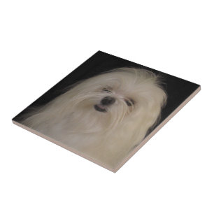 Azulejo De Cerâmica Eu não faço "Top Knots MALTESE"