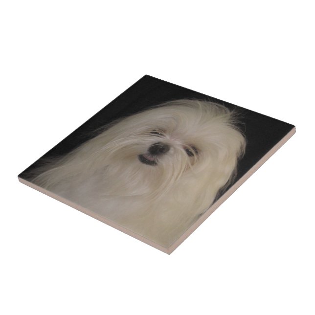 Azulejo De Cerâmica Eu não faço "Top Knots MALTESE" (Lateral)