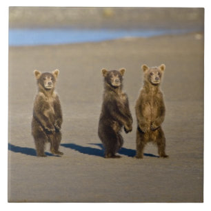 Azulejo De Cerâmica EUA. Alasca. Filhotes de Urso Pardo Costeiro