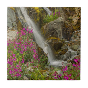 Azulejo De Cerâmica EUA, Alasca, Parque Nacional Glacier Bay. Fireweed