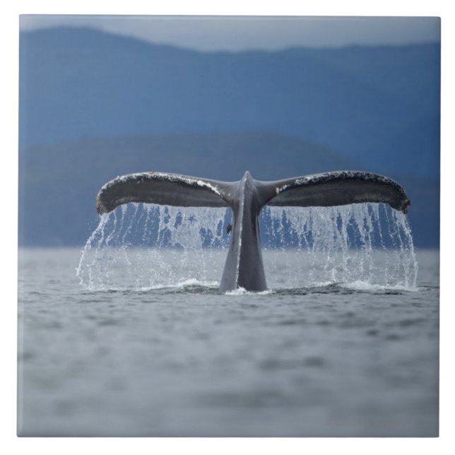 Azulejo De Cerâmica EUA, Alaska, floresta nacional de Tongass, (Frente)